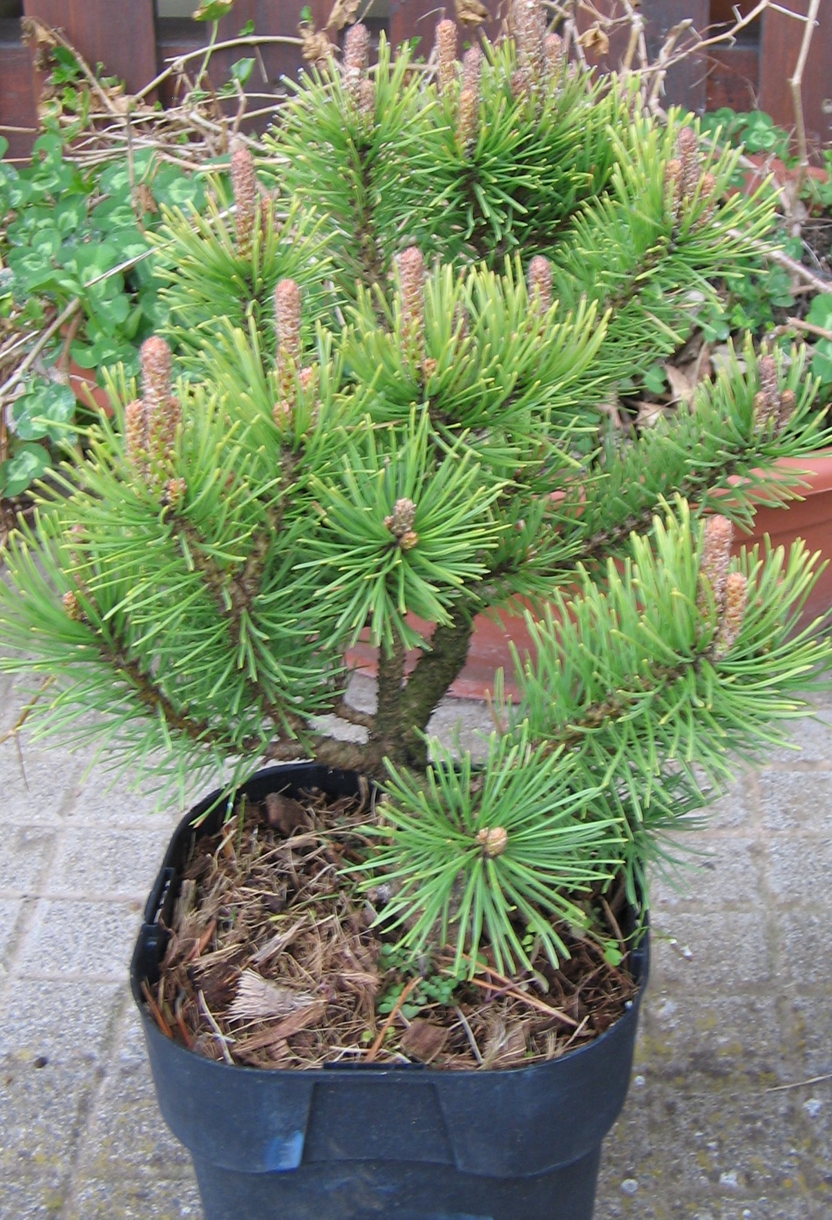 ForumEA/H/pinus mugo.JPG